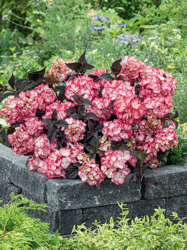 Hauptbild des Artikels "Gartenhortensie Choco� Black Velvet�" (Bildbeschreibung ist in Arbeit)