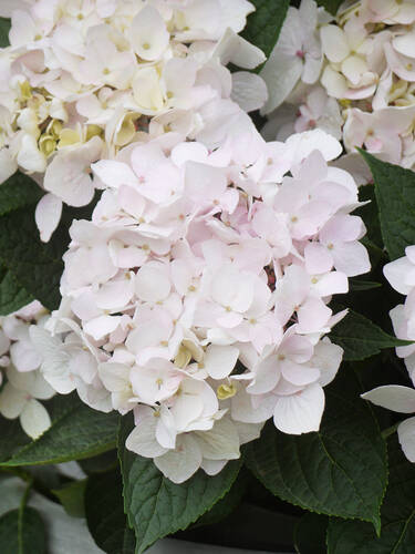 Gartenhortensie Cloudi