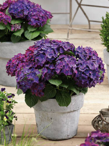 Hauptbild des Artikels "Gartenhortensie Deep Purple Dance" aus der Kategorie "Hortensien"