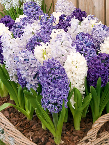 Hauptbild des Artikels "Gartenhyazinthe Blau-Wei�e-Mischung" (Bildbeschreibung ist in Arbeit)