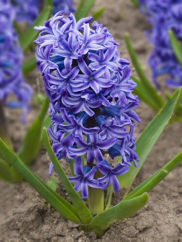 Hauptbild des Artikels "Gartenhyazinthe Delft Blue"