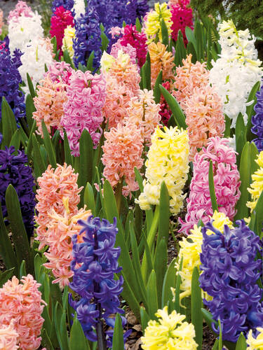 Hauptbild des Artikels "Gartenhyazinthen-Mischung" aus der Kategorie "Blumenzwiebeln"