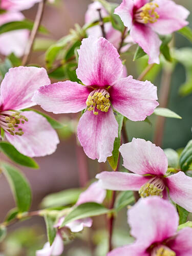 Hauptbild des Artikels "Gartenjasmin Petite Perfume Pink"
