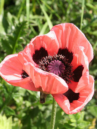 Hauptbild des Artikels "Gartenmohn Little Dancing Girl"