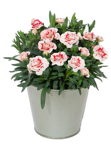 Hauptbild des Artikels "Gartennelke Oscar Red Star"