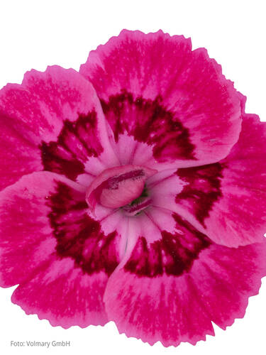 Hauptbild des Artikels "Gartennelke Sweet Pleasure L Apricot" (Bildbeschreibung ist in Arbeit)