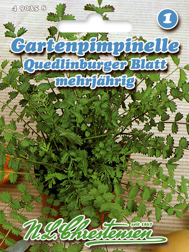 Gartenpimpinelle Quedlinburger Blatt