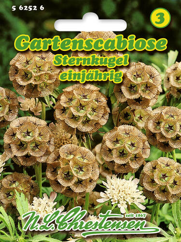 Samen - Gartenscabiose Sternkugel