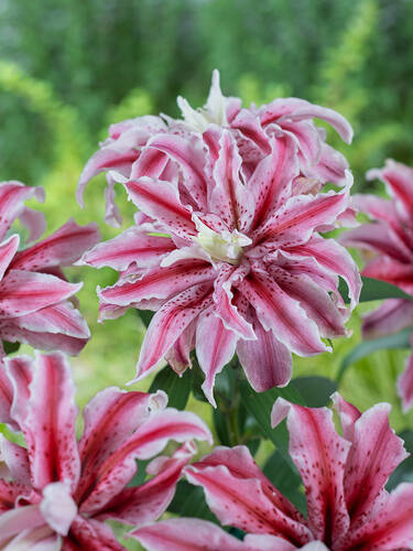 Hauptbild des Artikels "Gefllte Orientalische Lilie Magic Star" aus der Kategorie "Blumenzwiebeln"