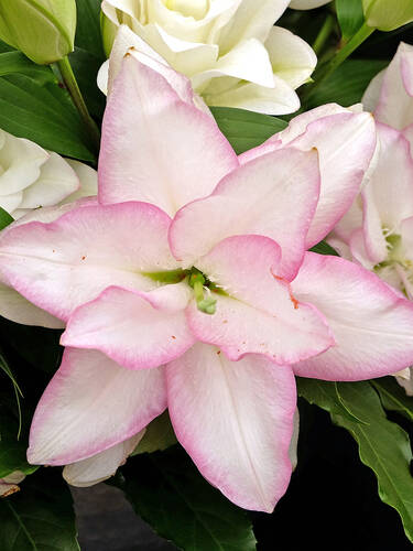 Hauptbild des Artikels "Gefllte Orientalische Lilie Roselily Anouska" (Bildbeschreibung ist in Arbeit)