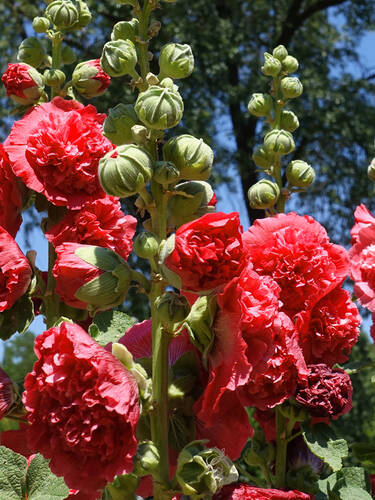 Gefllte Stockrose rot