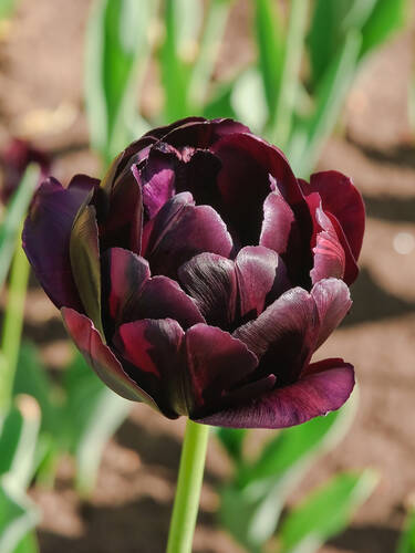 Hauptbild des Artikels "Gefllte Tulpe Black Hero"