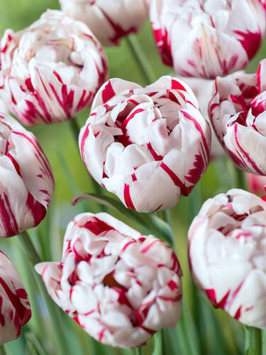 Hauptbild des Artikels "Gefllte Tulpe Carnaval de Nice"