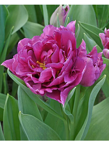 Blumenzwiebeln - Gefllte Tulpe Colour Burst