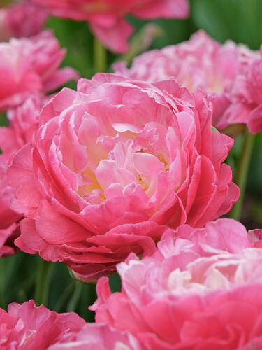 Hauptbild des Artikels "Gef�llte Tulpe Double Sugar" (Bildbeschreibung ist in Arbeit)