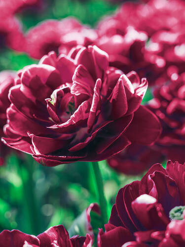 Blumenzwiebeln - Gefllte Tulpe Dream Touch