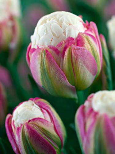 Blumenzwiebeln - Gefllte Tulpe Ice Cream