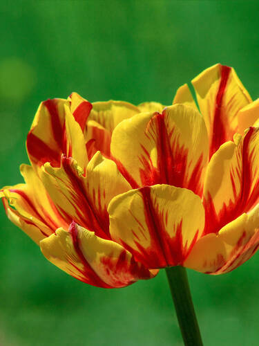 Blumenzwiebeln - Gefllte Tulpe Monsella