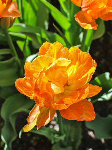 Hauptbild des Artikels "Gefllte Tulpe Orca" aus der Kategorie "Blumenzwiebeln"