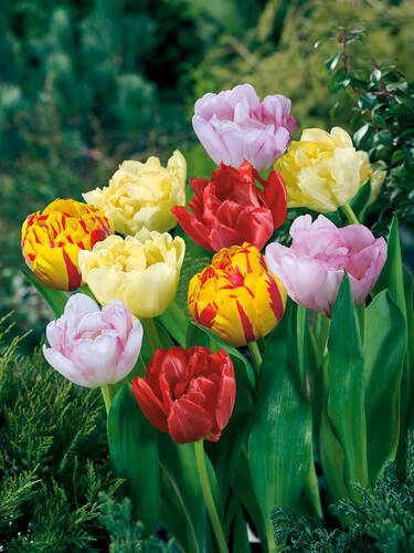 Hauptbild des Artikels "Gefllte-Tulpen-Mischung" aus der Kategorie "Blumenzwiebeln"