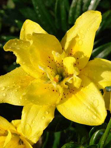 Blumenzwiebeln - Gefllte orientalische Lilie Exotic Sun