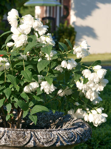 Gefllter Gartenjasmin Little White Love