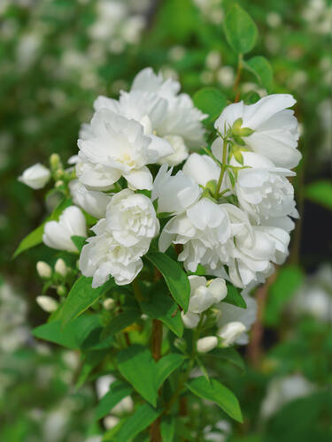 Hauptbild des Artikels "Gefllter Gartenjasmin Virginal" aus der Kategorie "Ziergehlze"