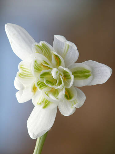 Blumenzwiebeln - Gefülltes Schneeglöckchen Flore Pleno