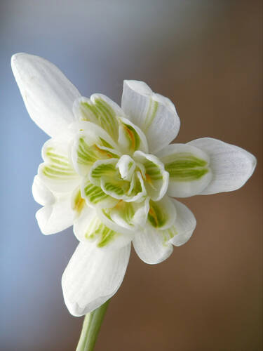 Hauptbild des Artikels "Geflltes Schneeglckchen Flore Pleno" aus der Kategorie "Blumenzwiebeln"