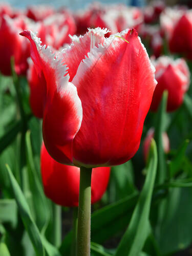 Hauptbild des Artikels "Gefranste Tulpe Canaster"