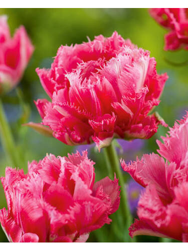Hauptbild des Artikels "Gefranste Tulpe Cool Chrystal" aus der Kategorie "Blumenzwiebeln"