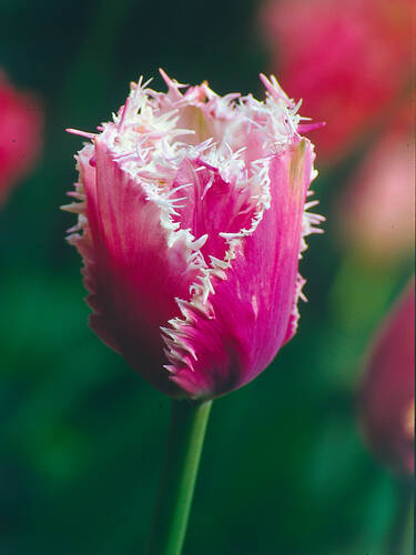 Hauptbild des Artikels "Gefranste Tulpe Cummins" aus der Kategorie "Blumenzwiebeln"