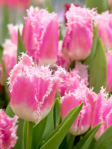 Hauptbild des Artikels "Gefranste Tulpe Dallas" aus der Kategorie "Blumenzwiebeln"
