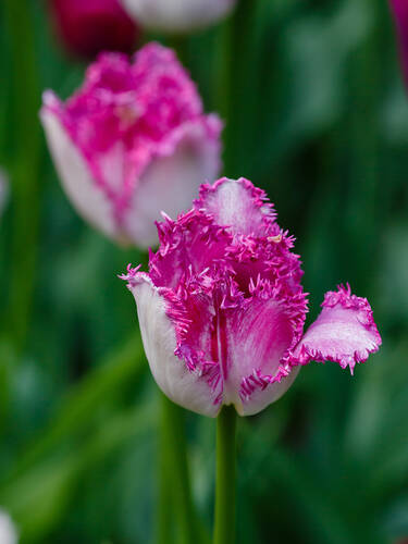 Gefranste Tulpe Eyelash