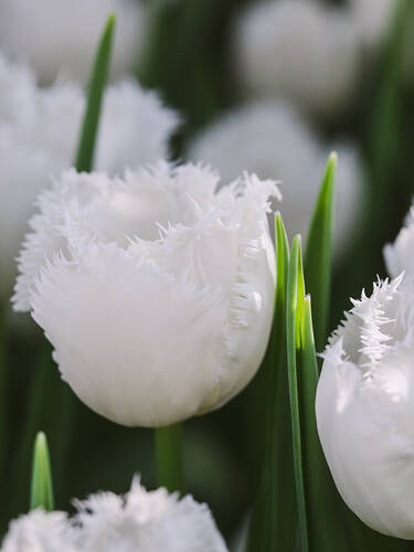 Hauptbild des Artikels "Gefranste Tulpe Honeymoon"