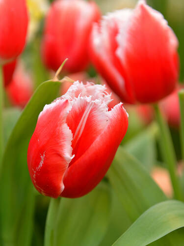10 Gefranste Tulpenzwiebeln „Fringed Solstice“ – Gelb-rot-orange, Winterhart, Für Beete & Kübel, Zwiebelumfang 10/11