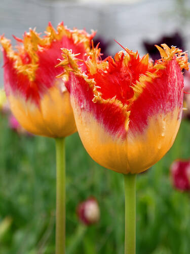 Blumenzwiebeln - Gefranste Tulpe Real Time