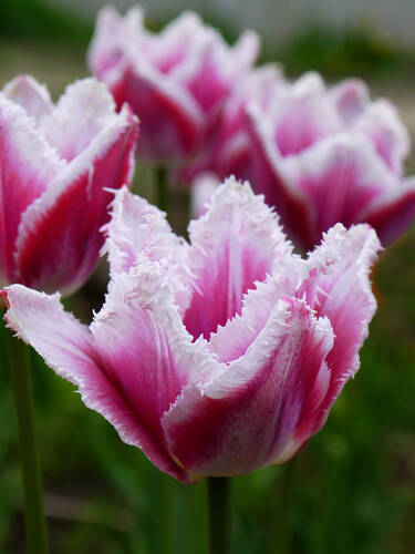 Hauptbild des Artikels "Gefranste Tulpe Siesta"