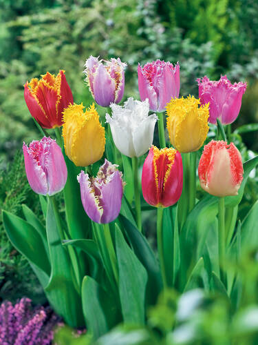 Hauptbild des Artikels "Gefranste-Tulpen-Mischung" aus der Kategorie "Blumenzwiebeln"