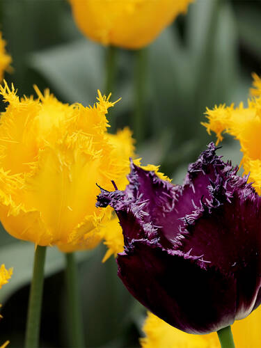Hauptbild des Artikels "Gefranster Tulpenmix Black & Yellow"