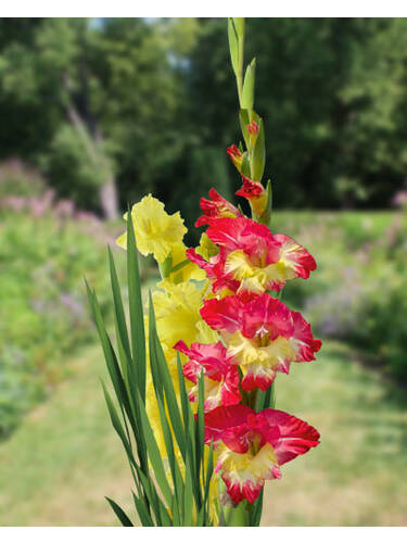 Blumenzwiebeln - Gelb-Rote Gladiolen Mischung