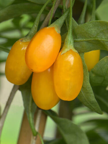 Obstgehlze - Gelbe Gojibeere Amber Sweet