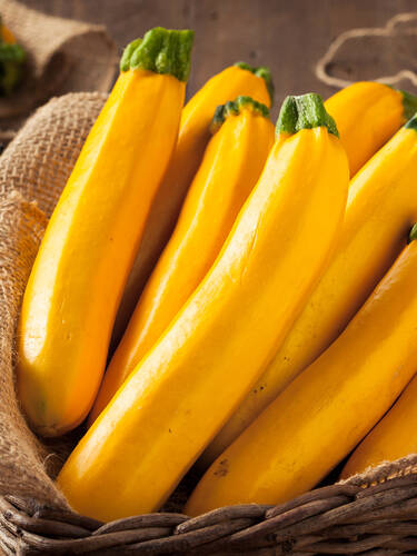 Hauptbild des Artikels "Gelbe Zucchini Sebring, F1 (veredelt)"