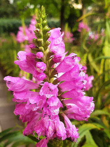 Hauptbild des Artikels "Gelenkblume Bouquet Rose"