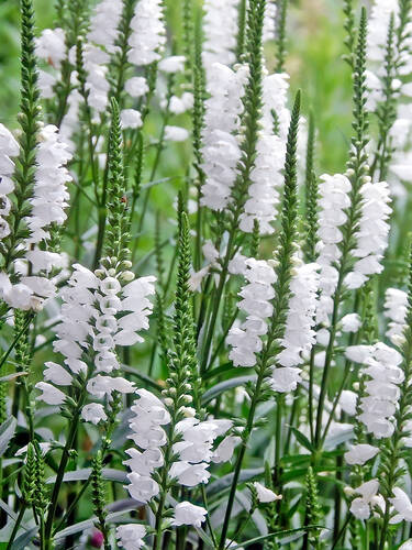 Hauptbild des Artikels "Gelenkblume/Etagenerika Summersnow" (Bildbeschreibung ist in Arbeit)