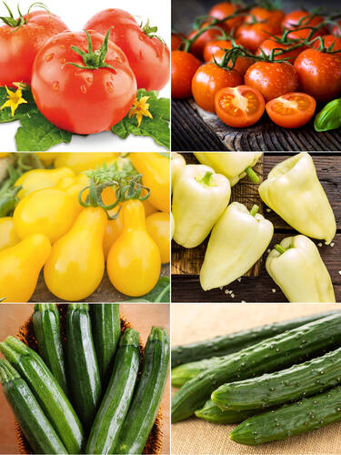 Gemüsepflanzen - Gemüse-Sortiment