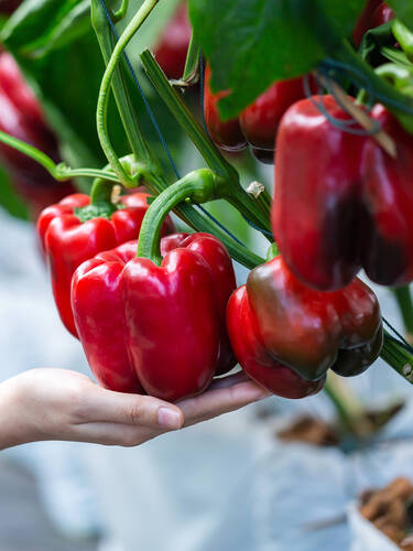 Hauptbild des Artikels "Gemsepaprika Yecla, F1" aus der Kategorie "Gemsepflanzen"