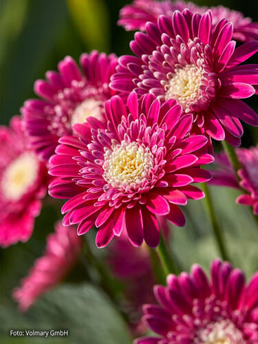 Hauptbild des Artikels "Gerbera Garvinea Classic Femmy"