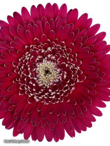 Gerbera Garvinea Majestic Burgundy