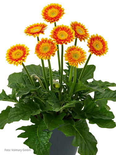 Hauptbild des Artikels "Gerbera Garvinea Sweet Blaze"
